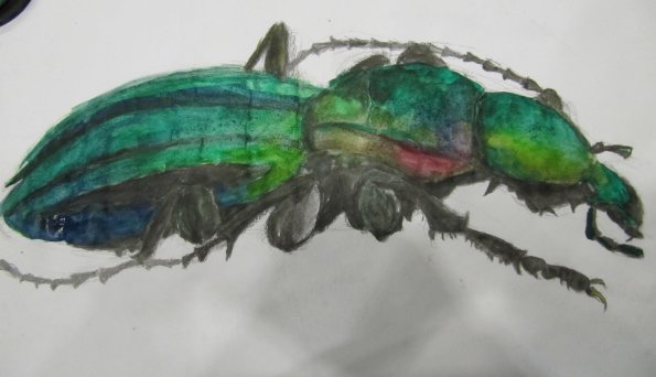 scarabee-aquarelle
